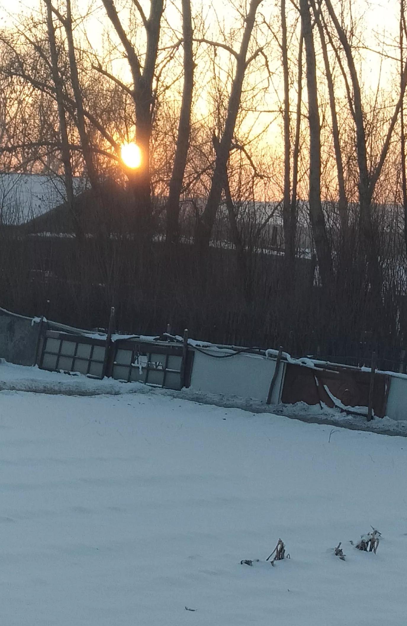 老鼠的适应性有几天 (老鼠传染病的特征)