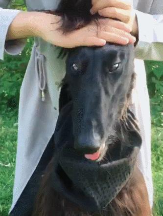 新手养狗哪种狗便宜,买狗一时爽