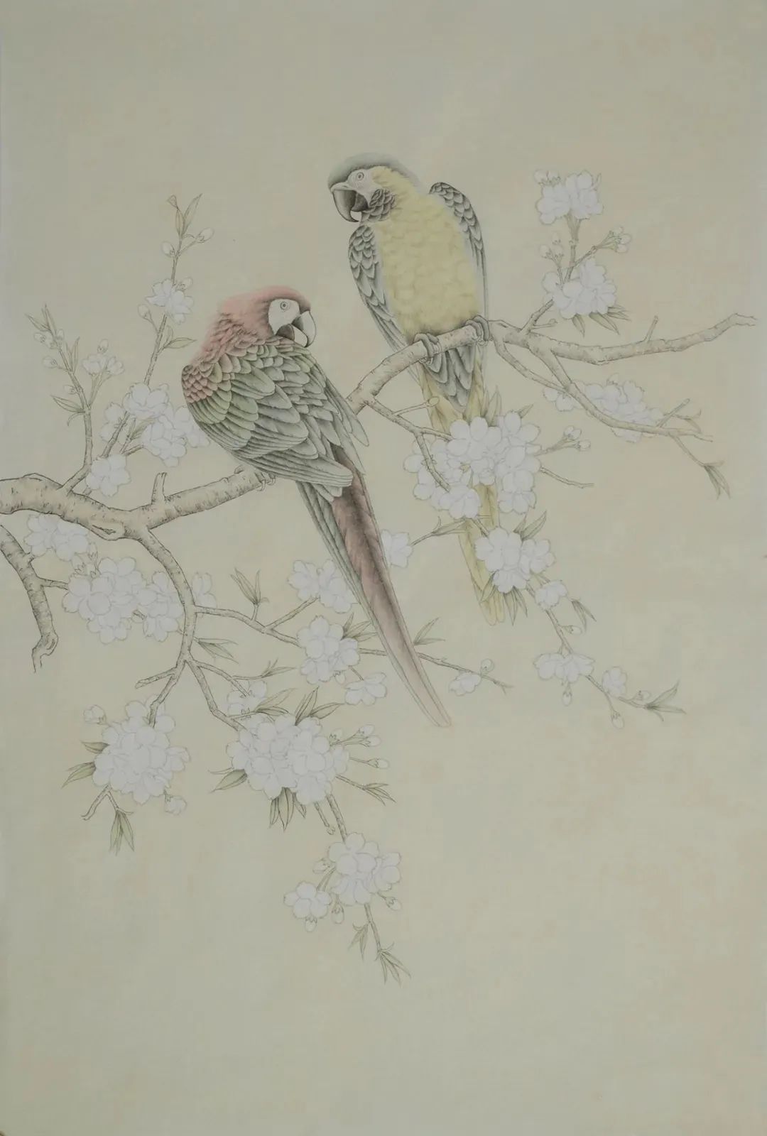 工笔画鹦鹉技法大全,工笔鹦鹉的画法和视频