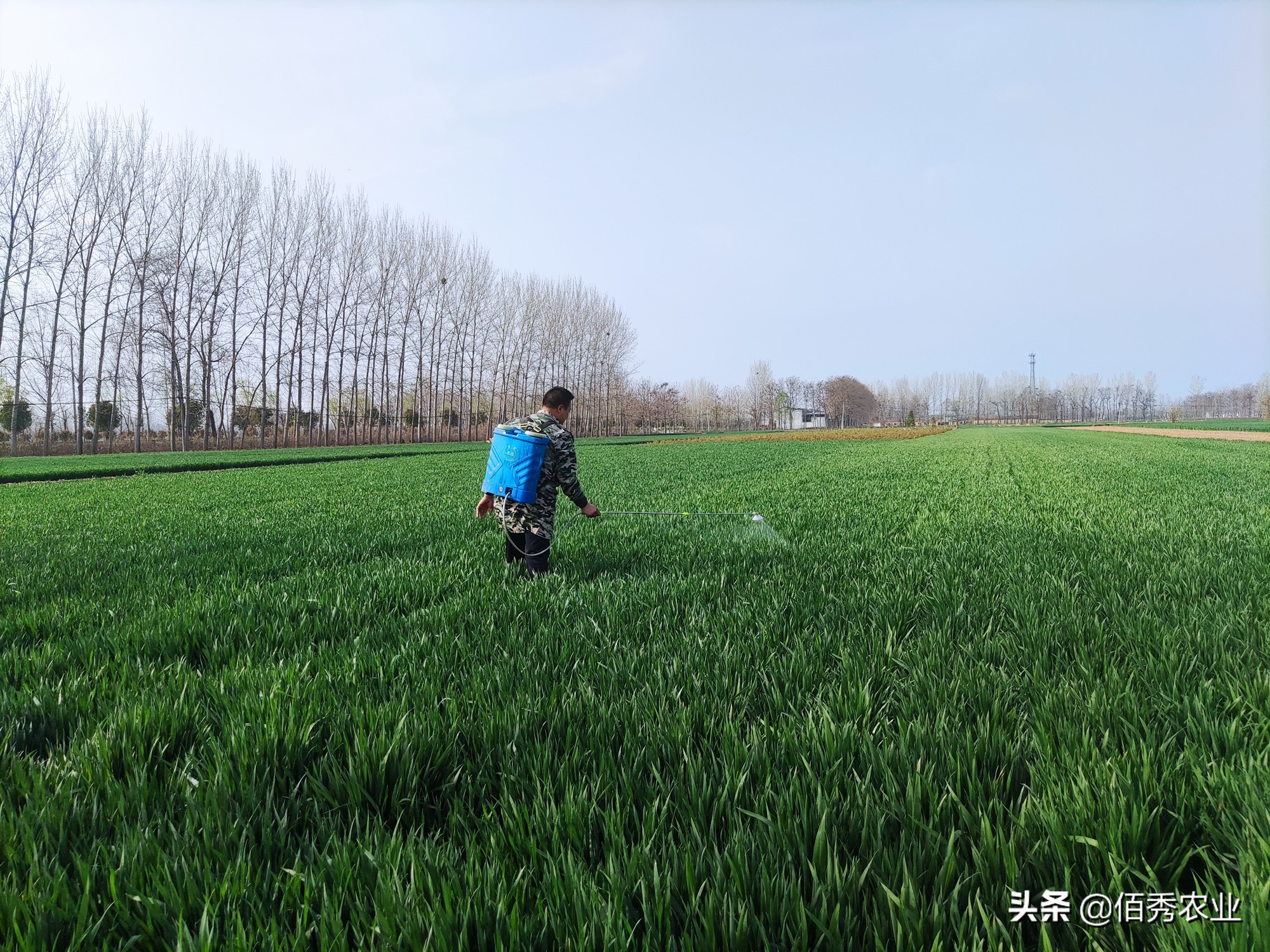 小麦蚜虫最佳防治方法,2022年小麦蚜虫什么时候开始预防