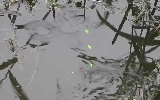 老鼠尾七星漂钓鱼视频,七星漂钓鱼的正确方法是什么