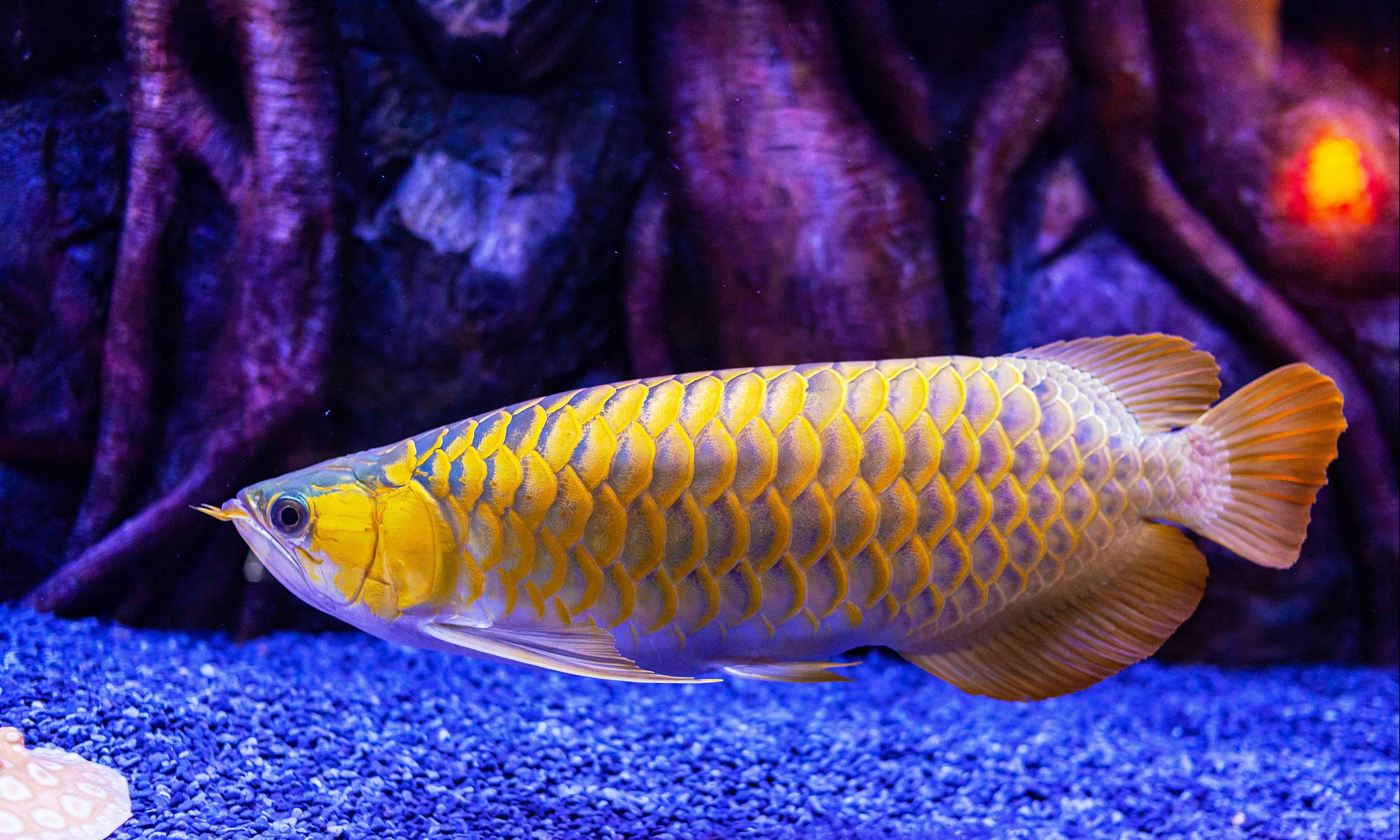 龙鱼没食欲趴缸是感染寄生虫了吗,如何判断龙鱼有寄生虫