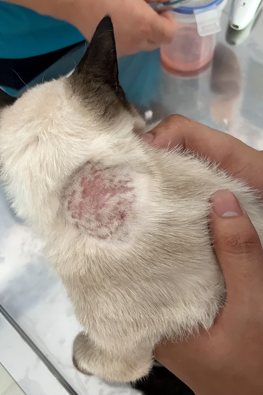 铲屎官身上的猫毛怎么处理,猫咪掉毛铲屎官怎么办