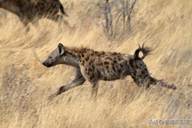 鬣狗是什么动物？非洲“驯狗人”是怎样的一个职业？背后全是心酸