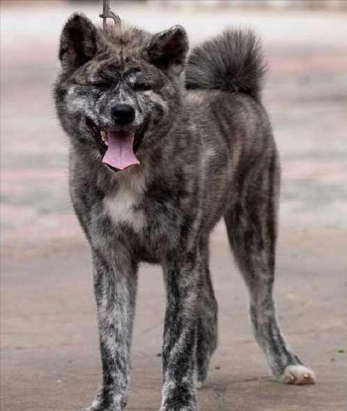 土狗基本都是什么品种,土狗哪个品种比较大