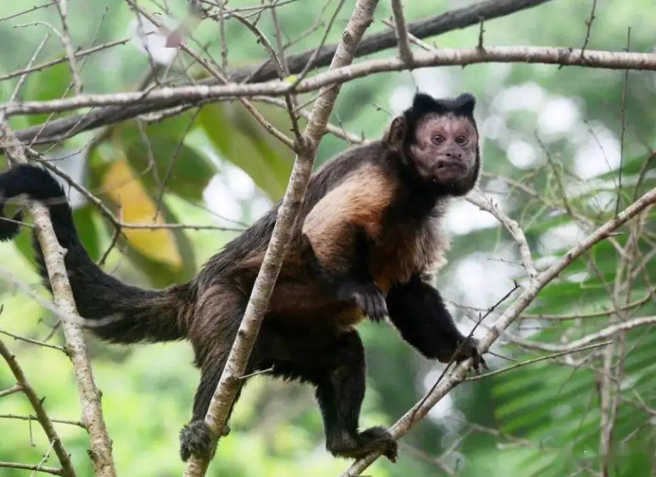 国字形脸的猴子,国字脸和络腮胡的猴子