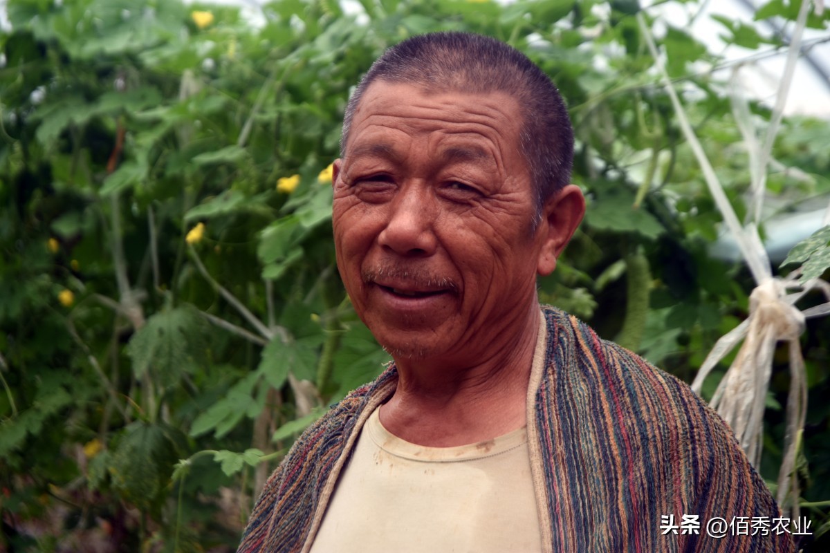 高效低毒杀虫剂蚧壳虫,蚧壳灵专用速效杀虫剂