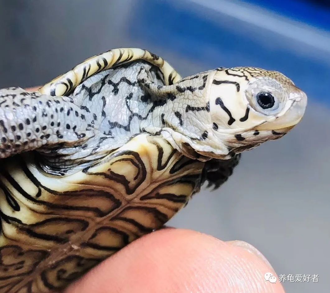 龟可以吃什么,龟可以吃的哪几种