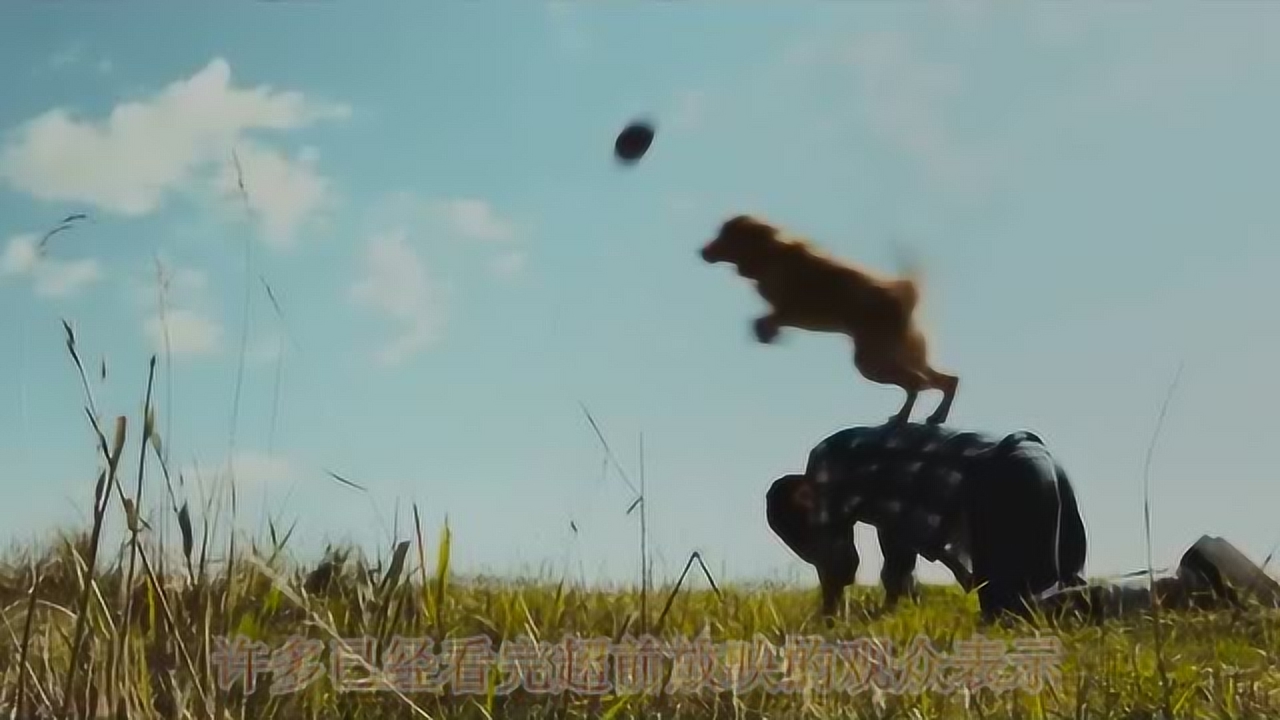 聪明的贝利，表明了动物与人之间的羁绊，表明动物也是有生命的