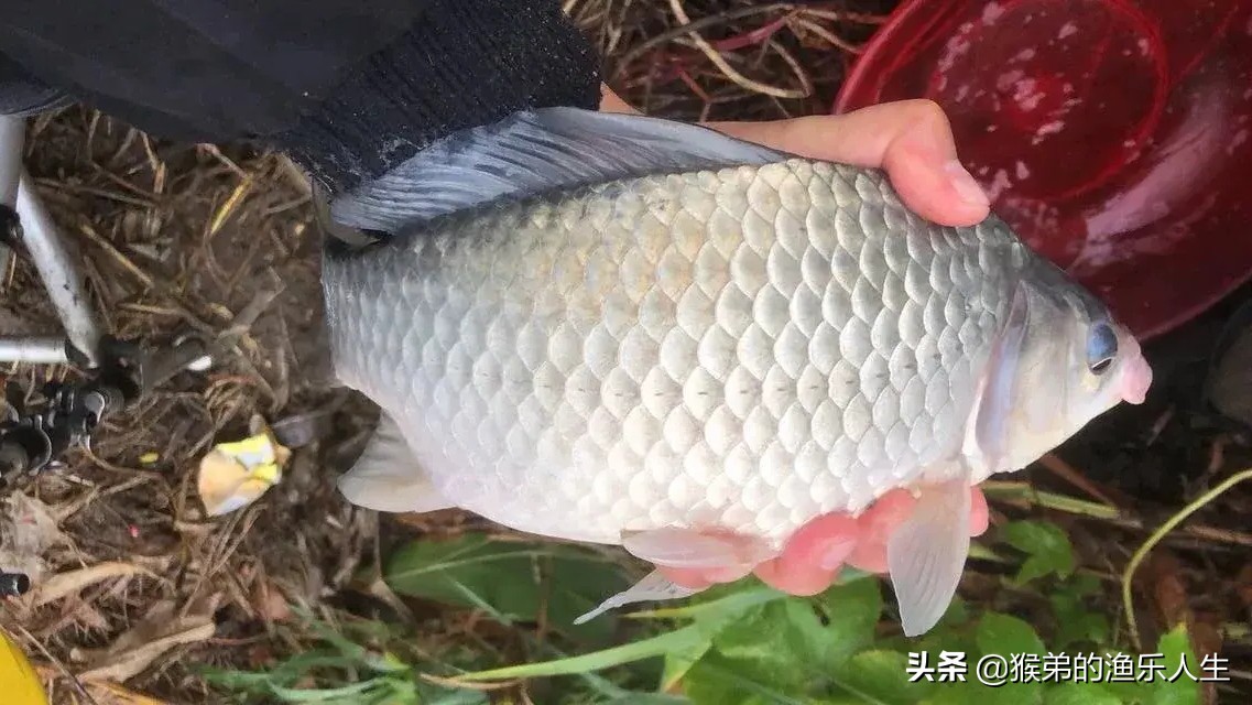 钓鱼人无私奉献,无私奉献的钓鱼药酒配方