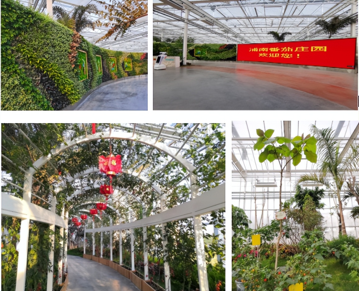 农业技术大讲堂之番茄的种植技术,连云港番茄无土栽培