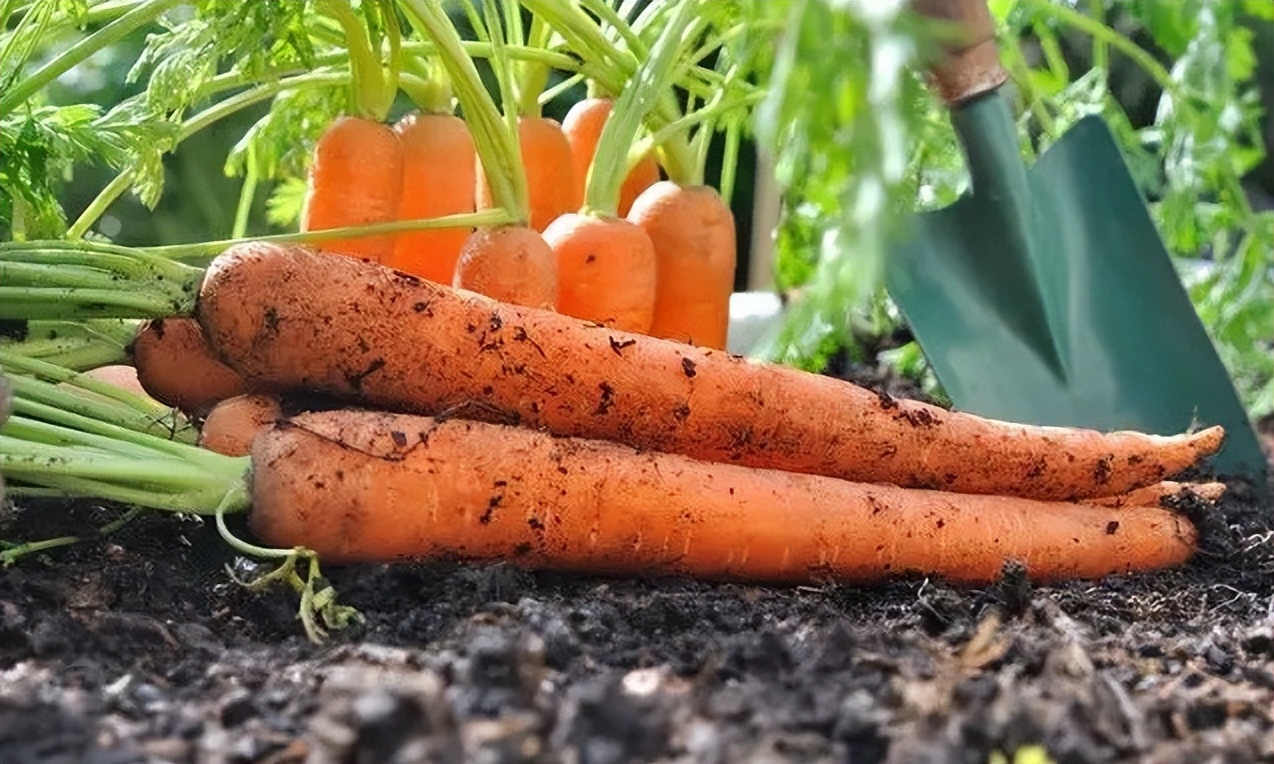 胡萝卜种子为什么大量进口,最贵的胡萝卜种子