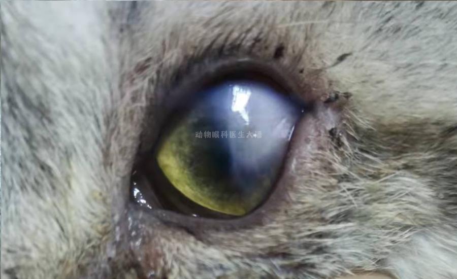 猫眼球溃疡穿孔症状,猫眼球穿孔怎么治疗