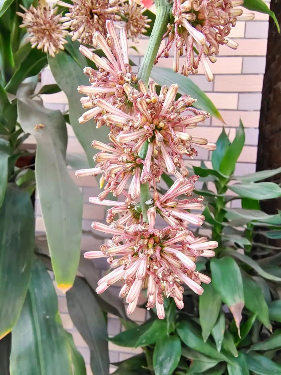 水培的巴西木可以种在花盆里吗,巴西木盆栽好还是水培好