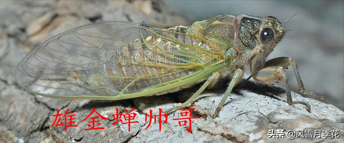金蝉的品种的叫声,金蝉怎么鸣叫