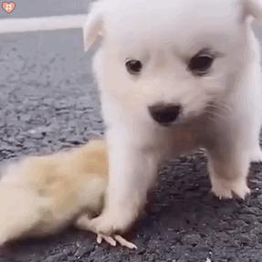 最值得被饲养的7种狗好养又不贵,便宜好养的6种狗经济实惠又可爱