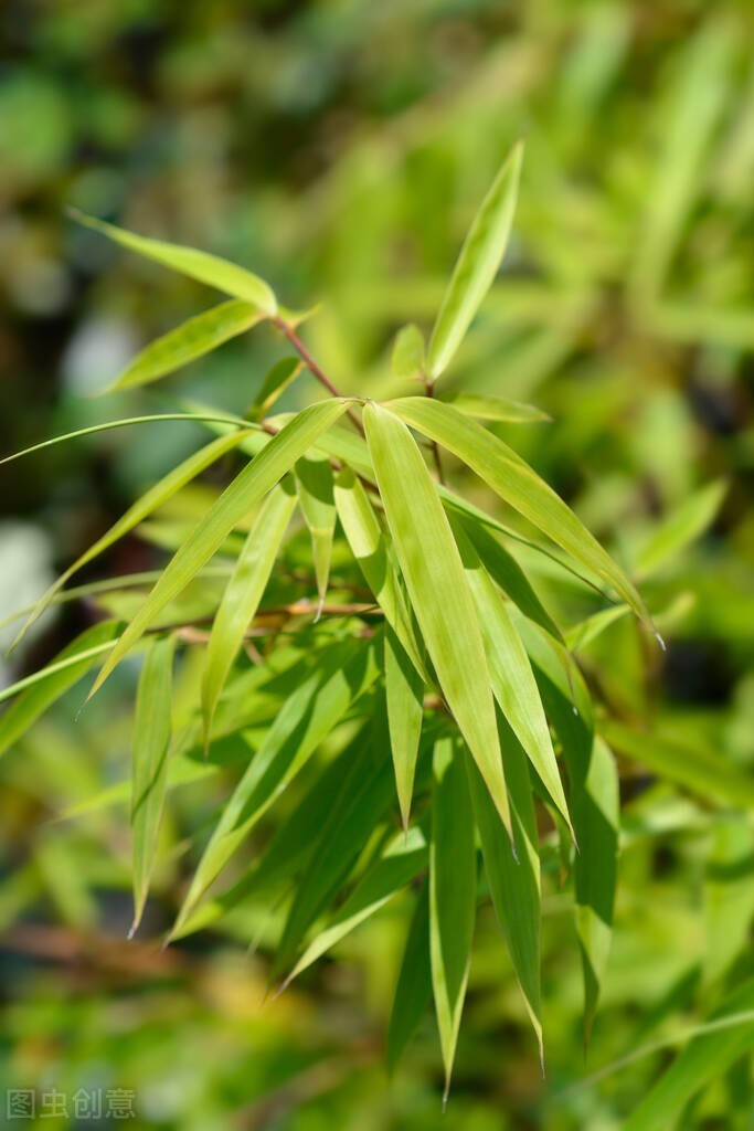 10个冷门却惊艳的小众成语,100个冷门惊艳的成语图片