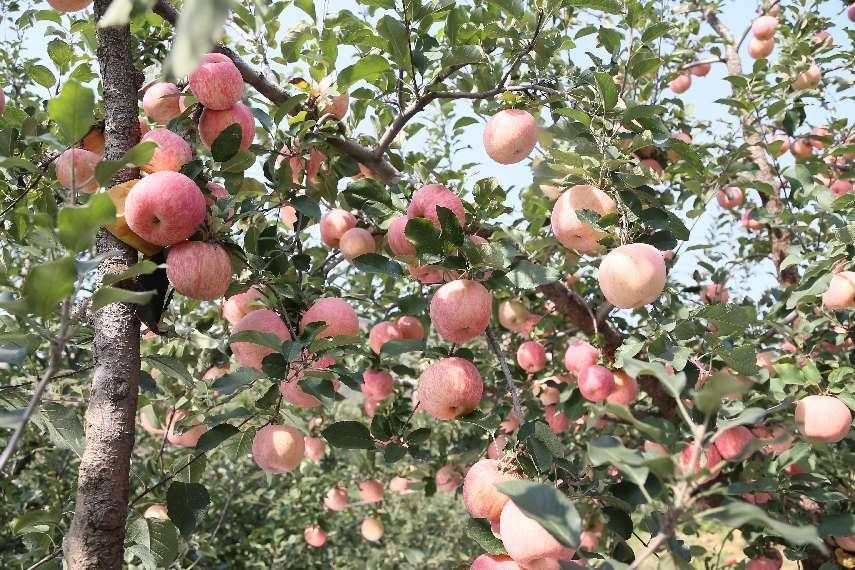 苹果根腐病不要慌，一文了解发生的原因及防治方法！