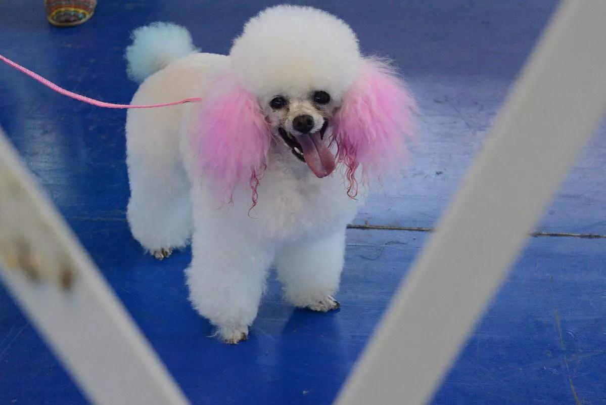 喜欢宠物的人才能懂宠物吗,对喜欢宠物的人有什么建议