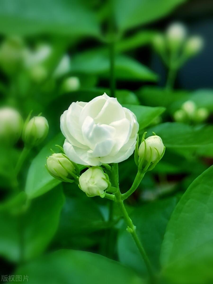 夏天活香花，这么养枝繁叶茂，花苞突突冒