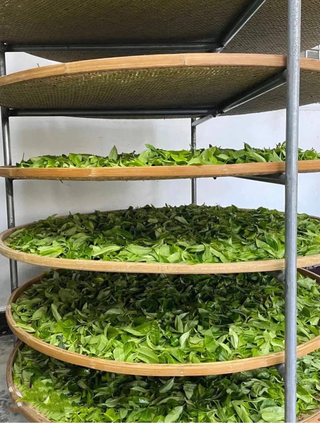 凤凰单丛冲泡技巧口诀,凤凰单丛的冲泡方法