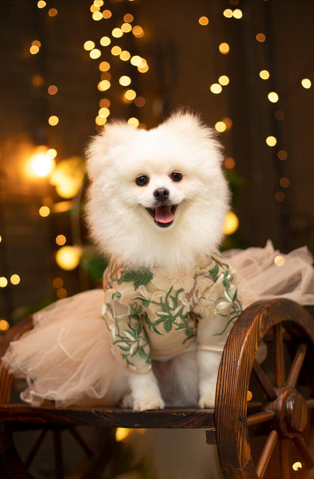 博美有泪痕处理方法,博美有泪痕怎么除掉