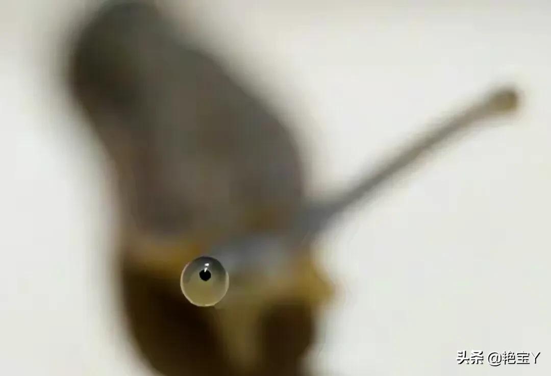 水蛭图像,15张活久见的动物图片