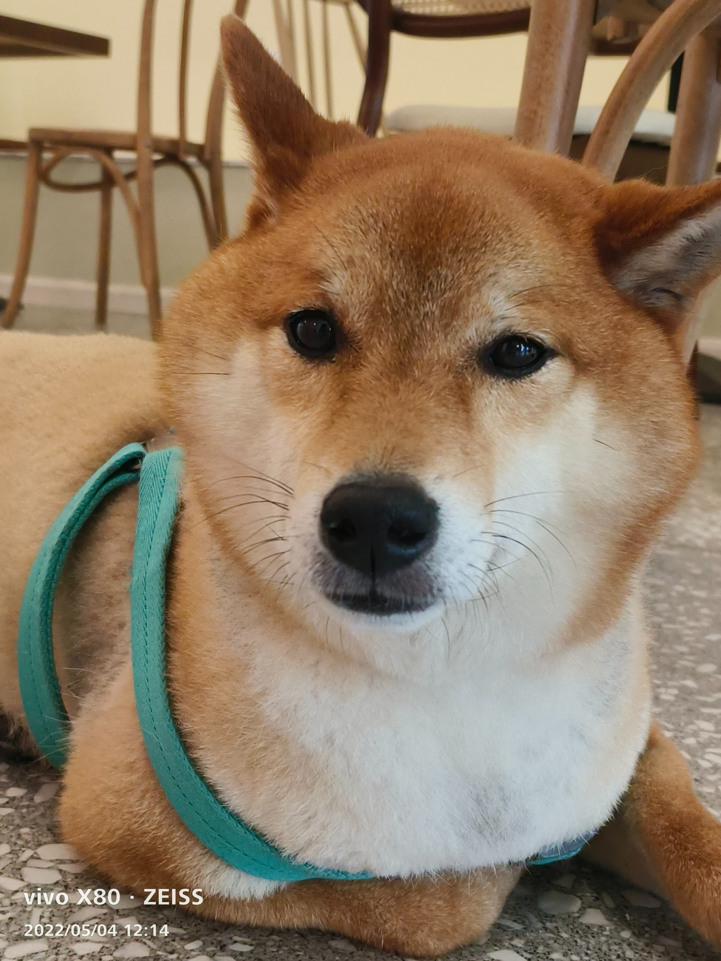 vivox80pro天玑9000吃鸡画质,vivox80pro旅程版抗摔测试