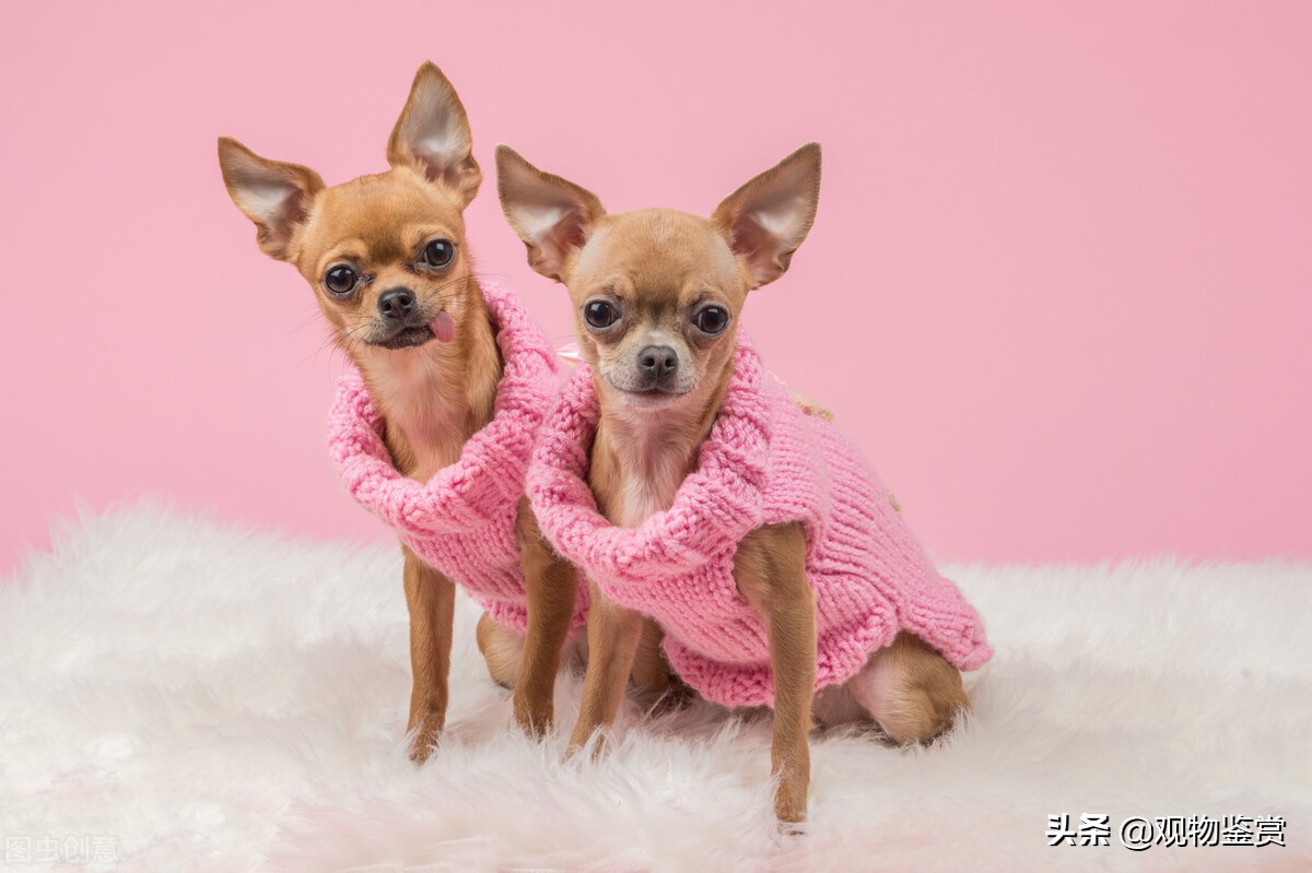 冬天衣服上的狗毛怎么处理,狗毛粘到油垢怎么去除