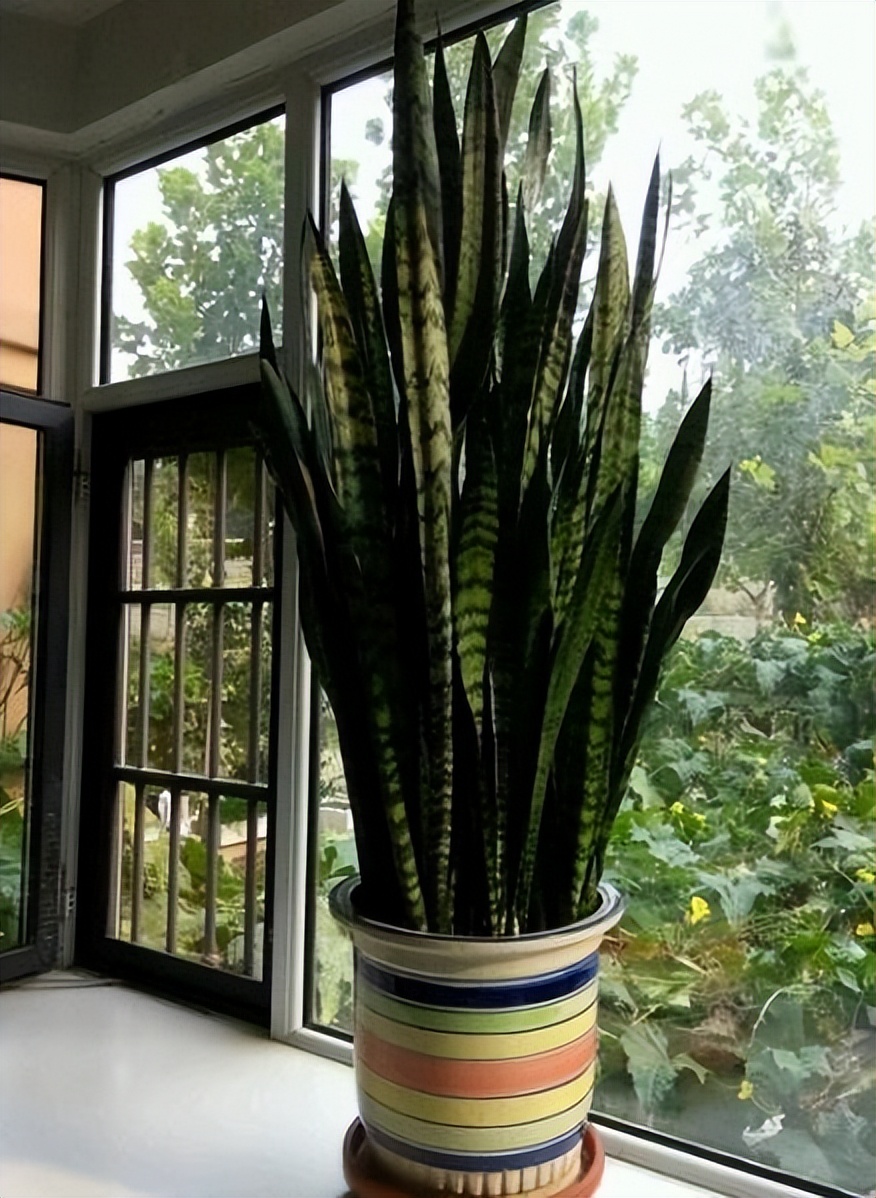 吸甲醛最好的3种花,吸甲醛最好的大盆植物