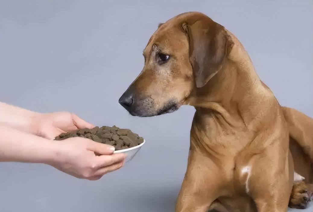 养不熟的狗处理方法,没养过狗的怎么养狗