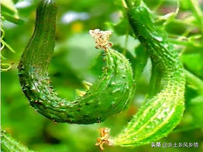 黄瓜弯瓜的原因和治疗方法,黄瓜出现细腰瓜是什么原因