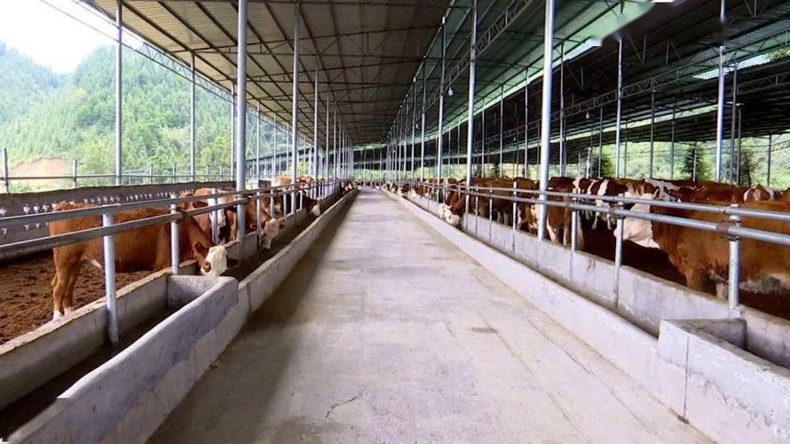 肉牛养殖技术西门塔尔牛养殖视频,生牛养殖和肉牛养殖的区别