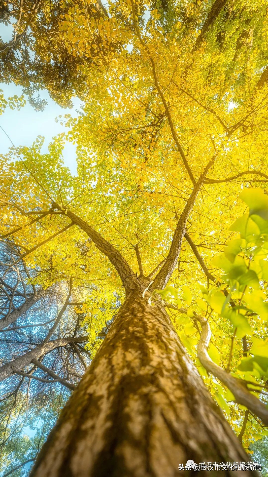 明天出太阳，到东湖捡叶子去！
