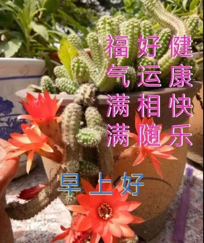早安带字周三早上好祝福语图片,周四早上好祝福语图片最新的