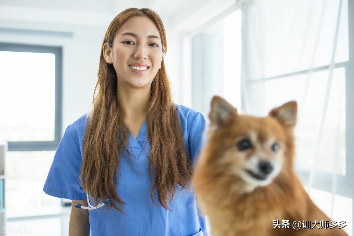 怎么训练狗狗上厕所时提醒主人,训练狗狗室内定点大小便正确方法