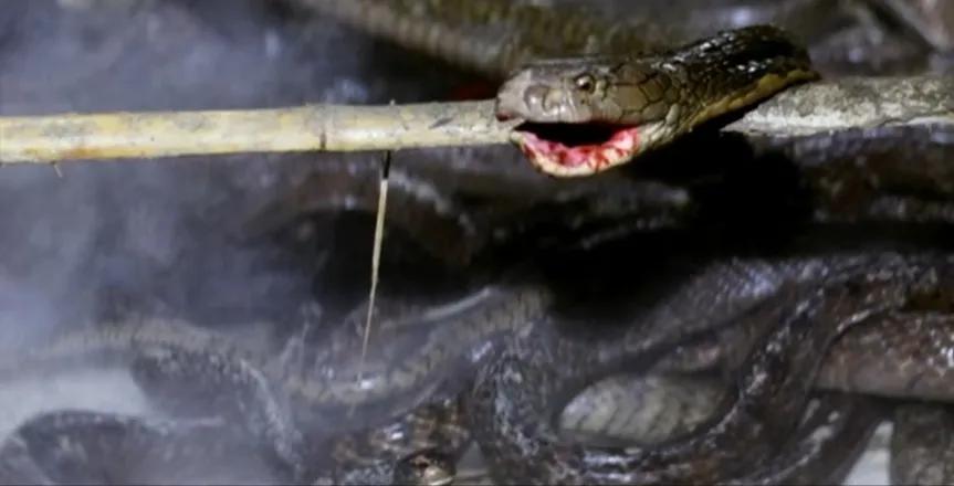 最吓人的蛇洞在哪里,世界上最吓人的蛇穴