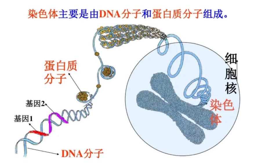 人类祖先留下来的遗传基因,人类性别决定与哪些基因有关