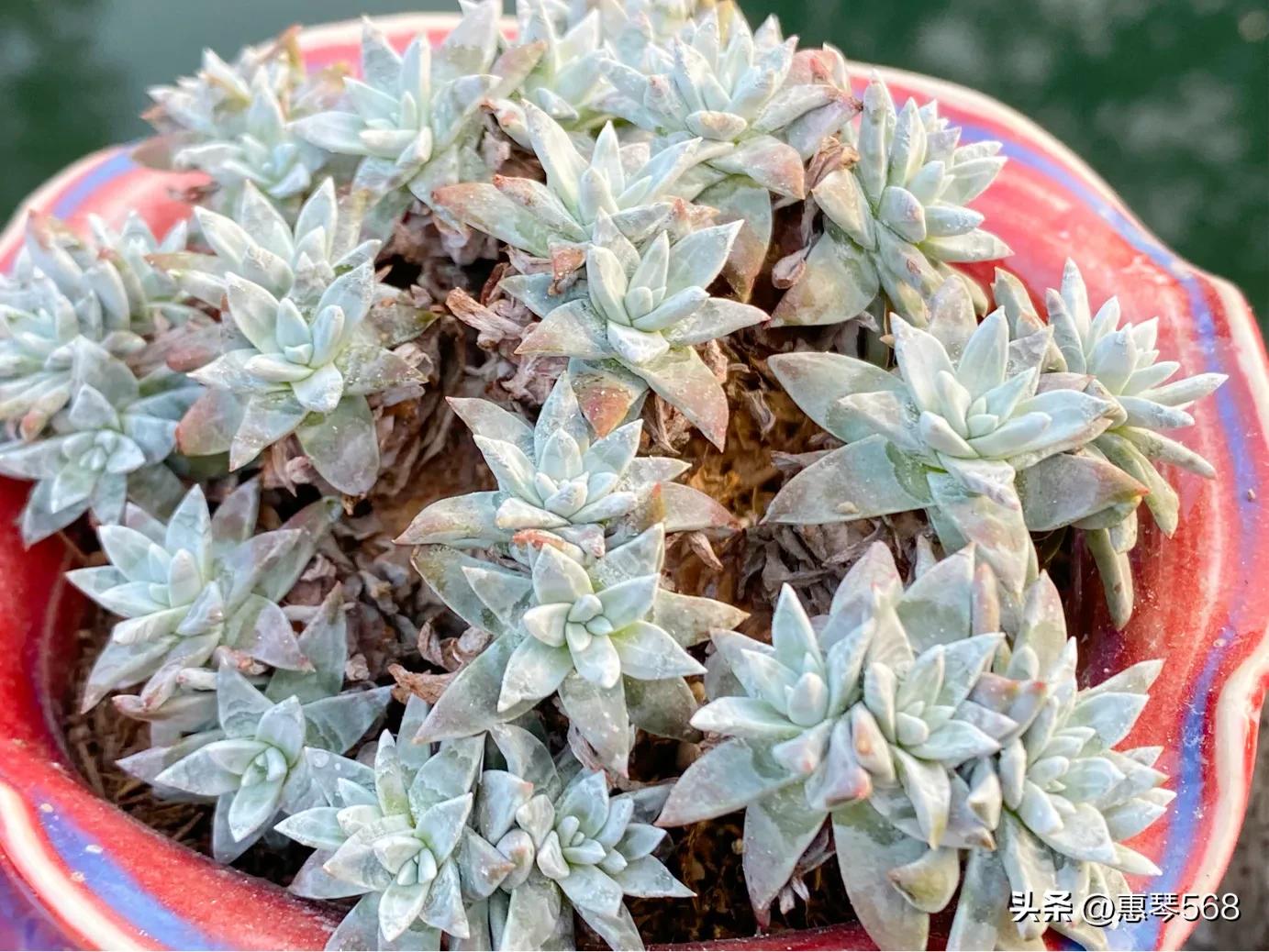 怎样养护多肉植物仙女杯,多肉仙女杯拍摄视频