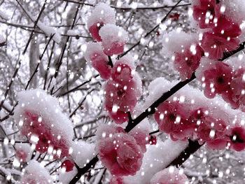 心若香茗静听花开的意思,心若香茗静听花开文案