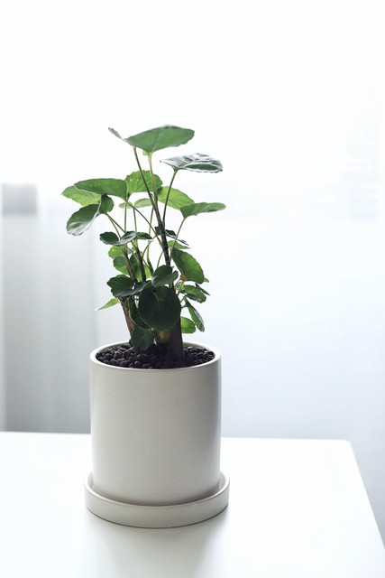 客厅养树家旺人富,客厅种什么树旺宅还好养