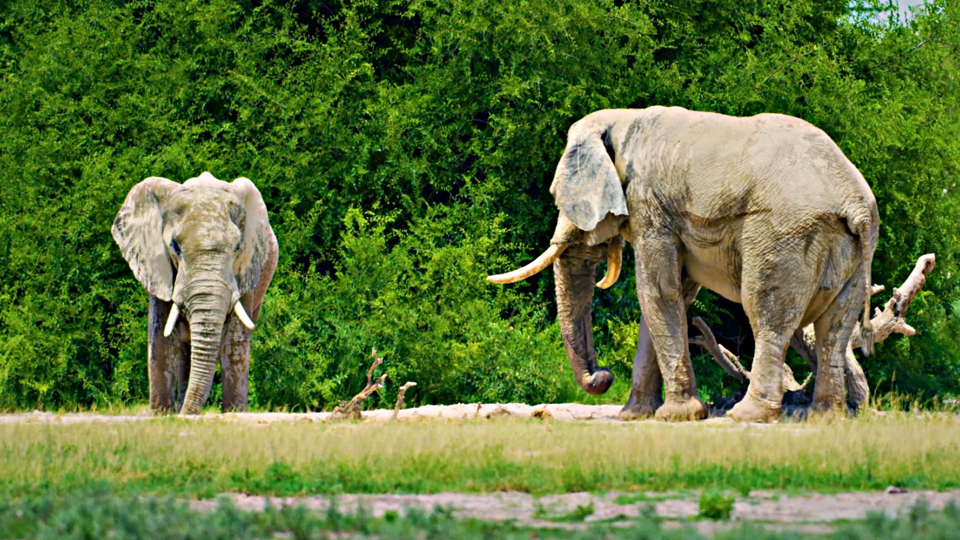 非洲人宁愿吃蚊子吃蜗牛，也不愿吃大象肉，究竟是什么原因？