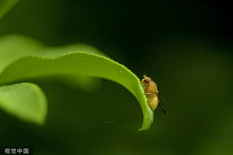 端午节的必备水果有哪些,端午节必须吃的水果