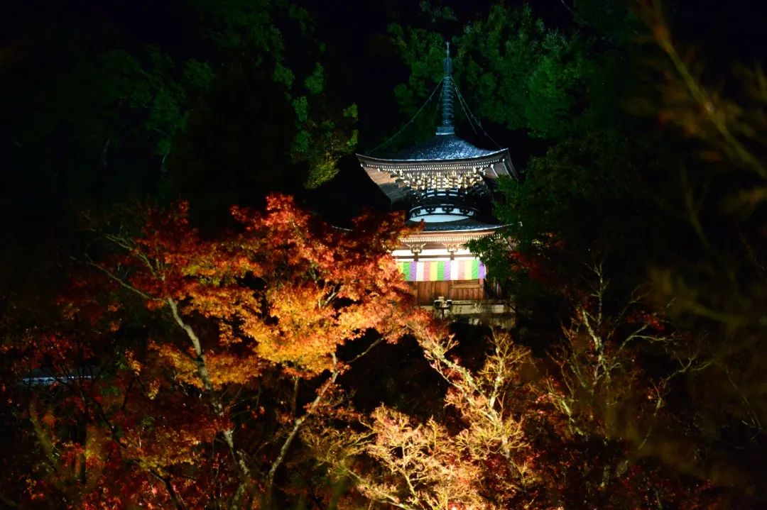 尼康数码单反发展史,尼康历代单反黄金年代