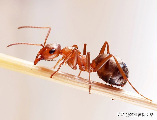 螨类害虫的农业防治措施,农业昆虫与害虫防治