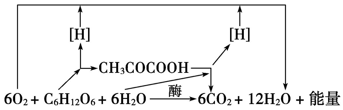 高中生物细胞代谢产生什么物质,高中生物细胞代谢视频
