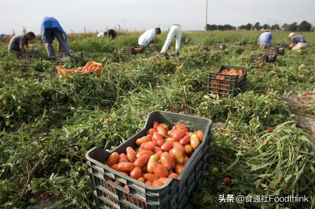英国蔬菜水果短缺,英国遭遇果蔬短缺