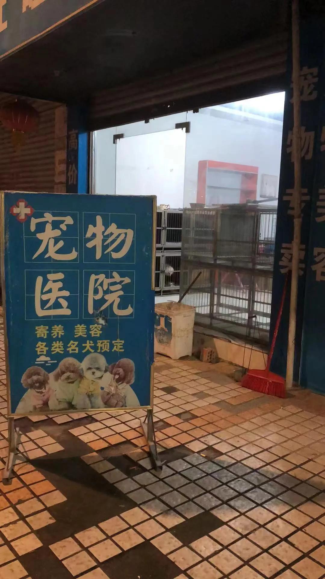 流浪猫大黑被收养后的日常生活,流浪猫大白很晚回来