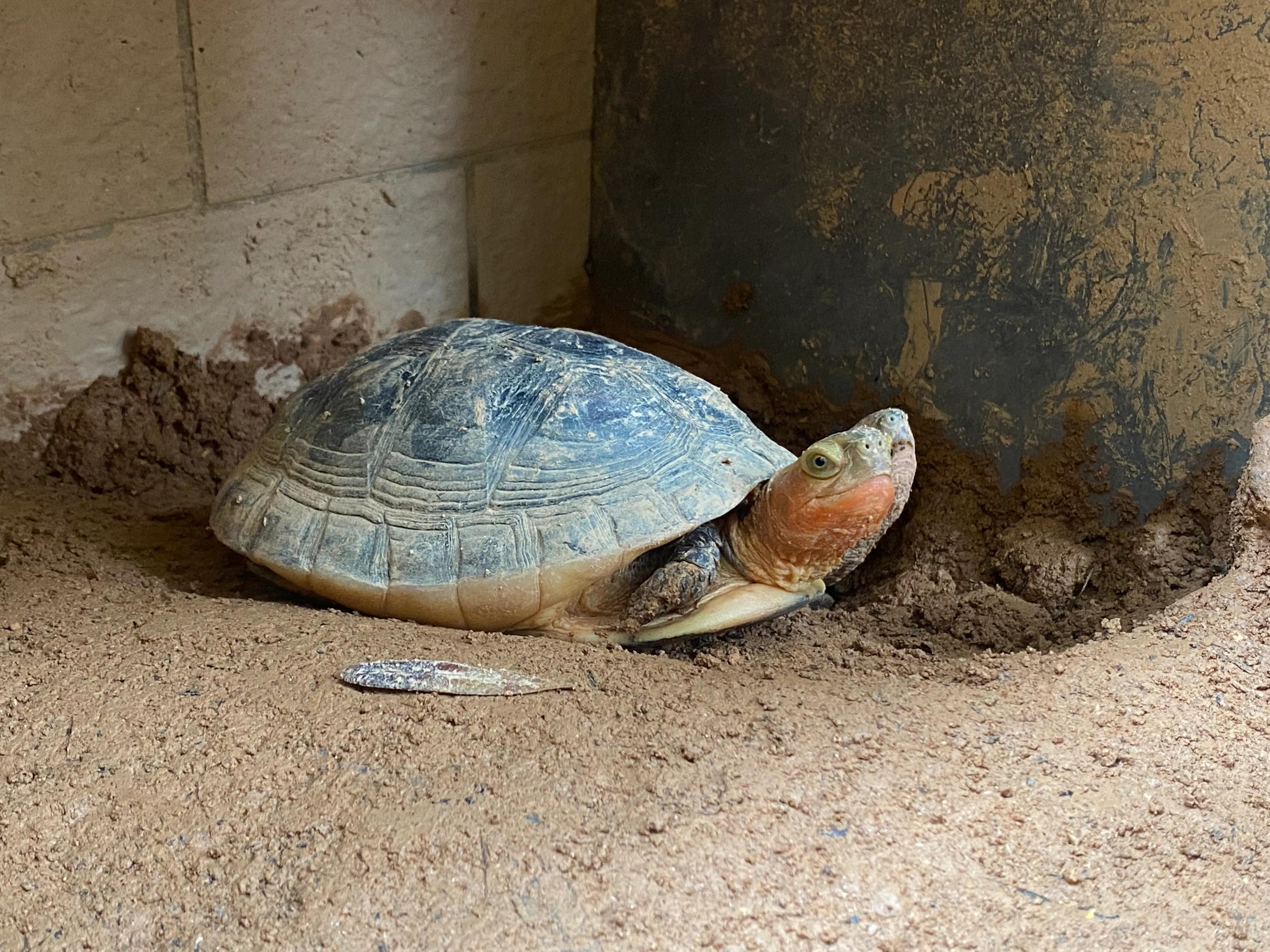 乌龟怎样冬眠,乌龟椰土冬眠法