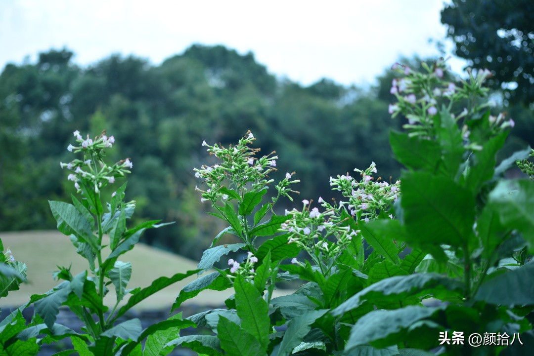冬天开花的室外花卉盆栽,温室盆栽观花花卉植物
